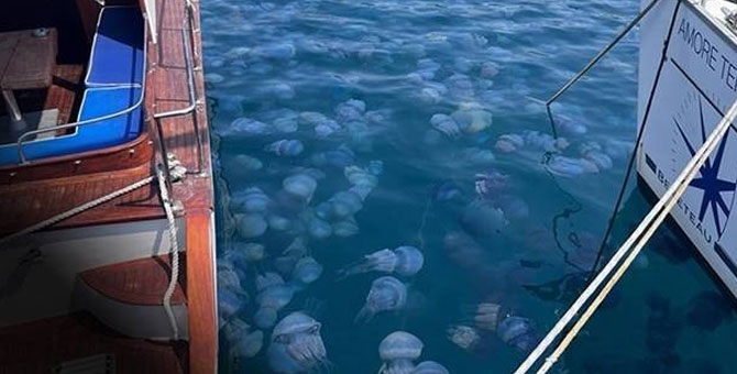 İzmir'de Foça sahilini denizanaları bastı